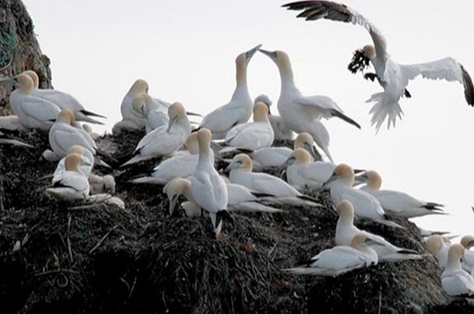 Honningsvåg Shore Bird Safari Adventure - What the one-hour boat ride feels like
