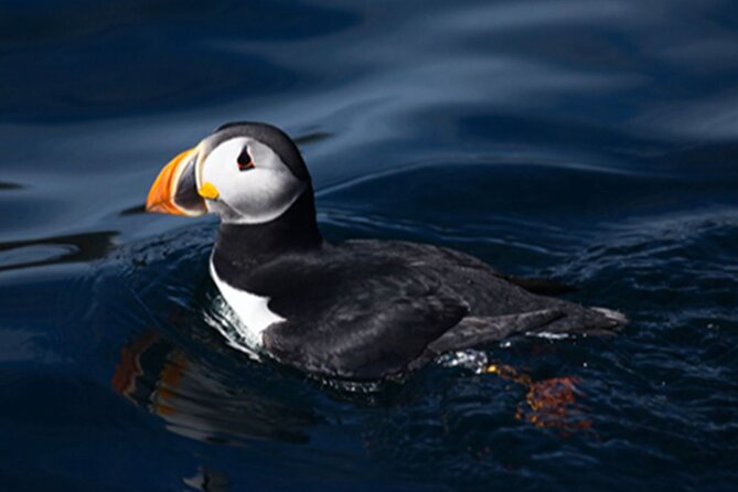 Honningsvåg Shore Bird Safari Adventure - The return through Gjesvær and back to Honningsvåg
