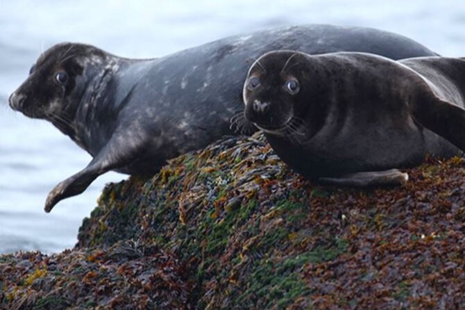 Honningsvåg Shore Bird Safari Adventure - Is $306.51 a fair price?