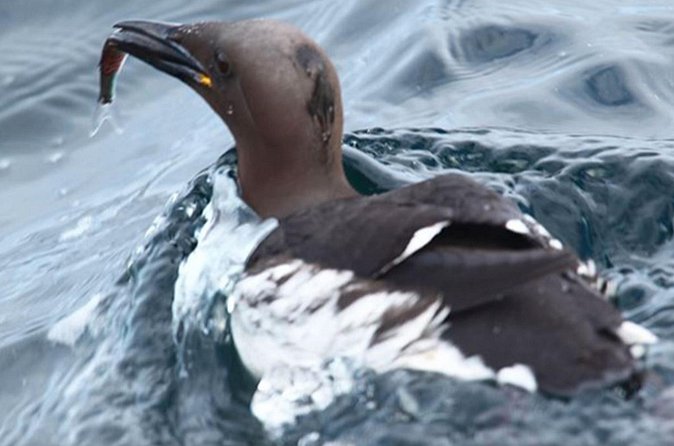 Honningsvåg Shore Bird Safari Adventure - Who will enjoy this Arctic bird safari