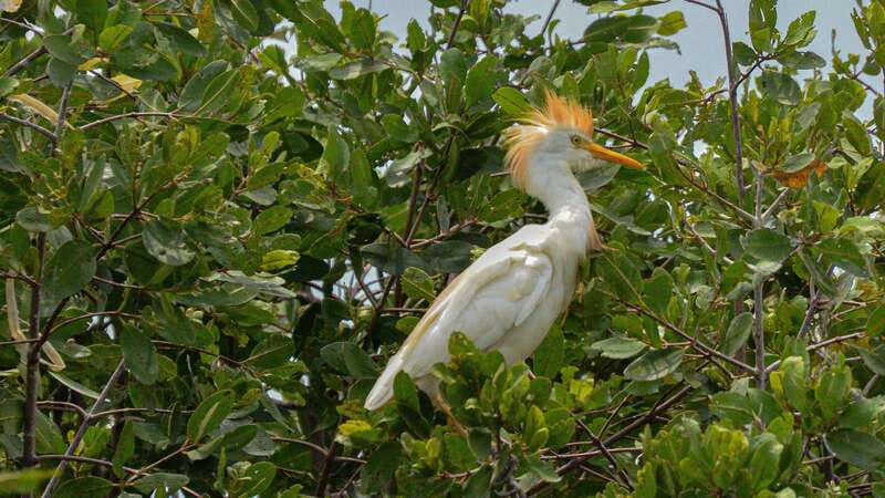 Huatulco: Ecotour with Crocodiles & migrating birds - Key points to know before booking