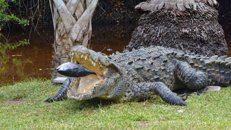 Huatulco: Ecotour with Crocodiles & migrating birds - Why the Ventanilla crocodile lagoon is the heart of the day