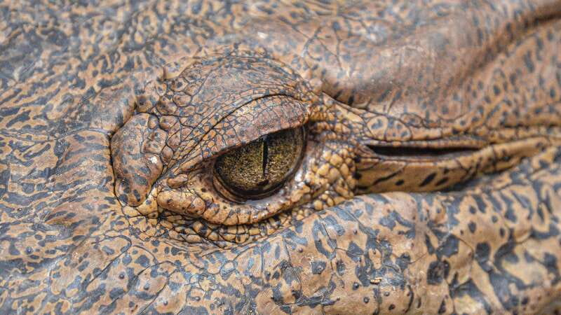Huatulco: Ecotour with Crocodiles & migrating birds - Mazunte brings a quieter coastal change
