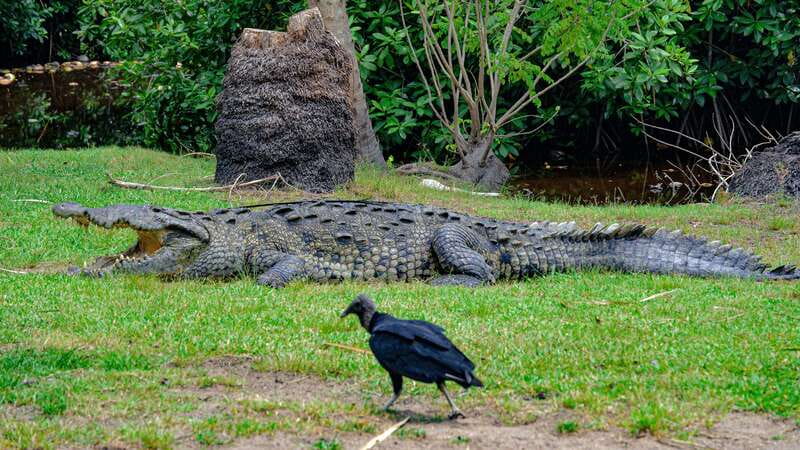 Huatulco: Ecotour with Crocodiles & migrating birds - Thirty minutes at Zipolite beach