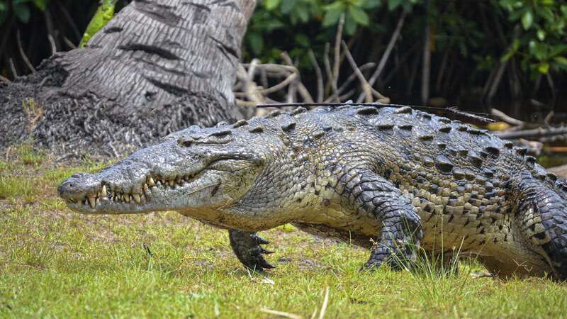 Huatulco: Ecotour with Crocodiles & migrating birds - Who should book this nature and beach combination?