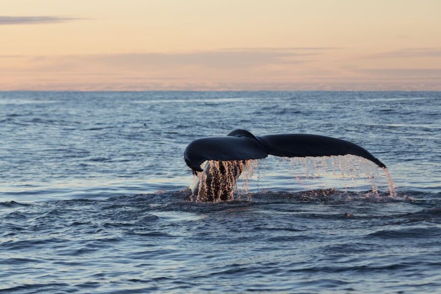 Húsavík: Big Whales and Puffin Island Speedboat Tour - Who should book this Húsavík speedboat tour?