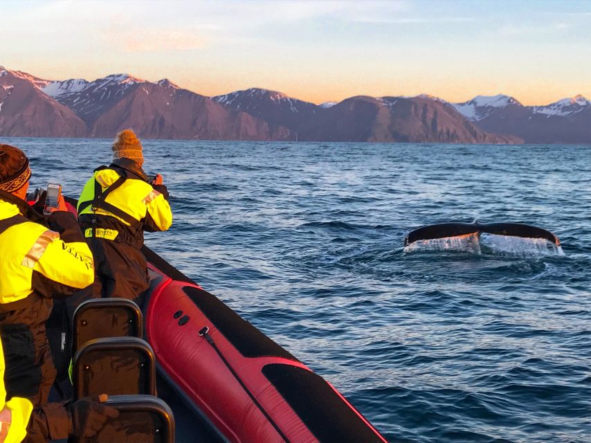 Húsavík: Big Whales and Puffin Island Speedboat Tour - Why the RIB makes a difference on Skjálfandi Bay