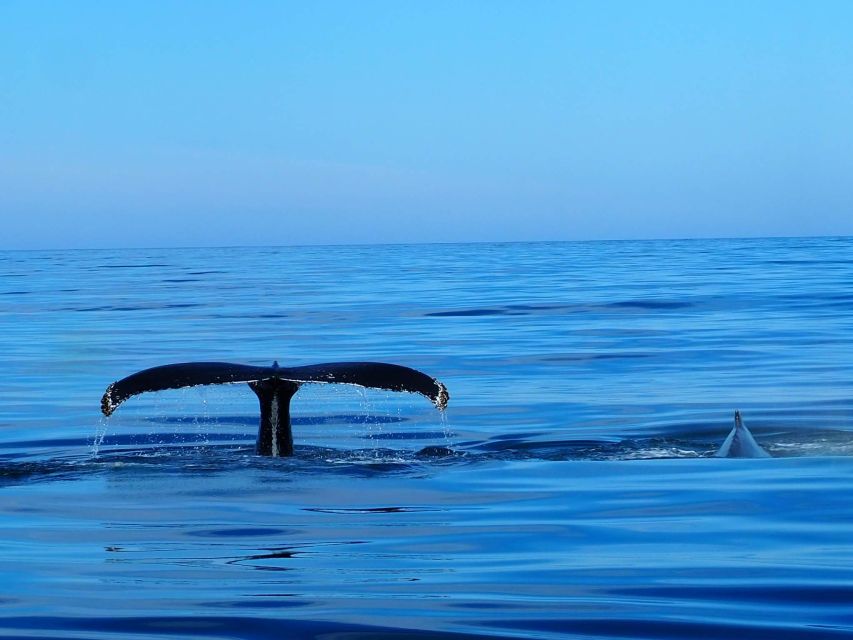 Húsavík: Big Whales and Puffin Island Speedboat Tour - The ride to Lundey, or Puffin Island