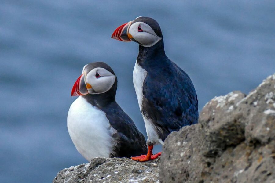 Húsavík: Big Whales and Puffin Island Speedboat Tour - Searching Skjálfandi Bay for whales and dolphins