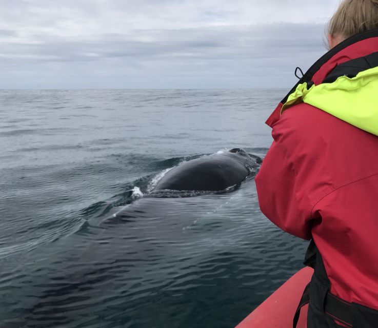 Húsavík: Big Whales and Puffin Island Speedboat Tour - Guides, captains, and the quality of the interpretation