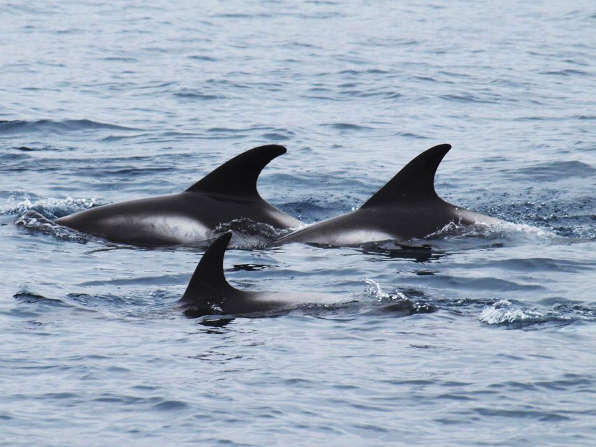 Húsavík: Big Whales and Puffin Island Speedboat Tour - What the boat ride feels like in real conditions