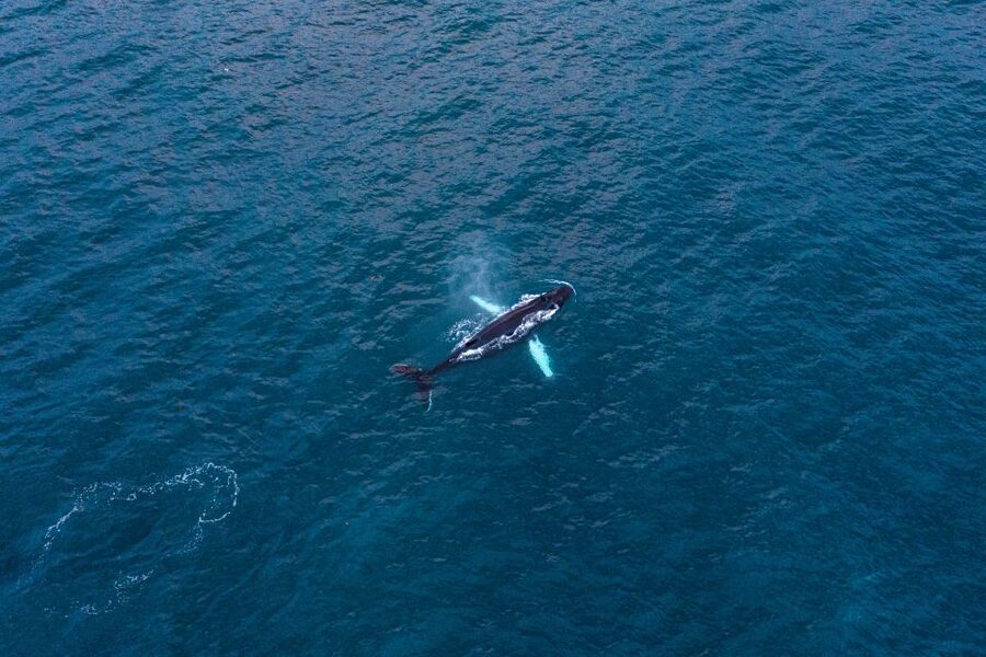 Húsavík: Big Whales and Puffin Island Speedboat Tour - Tjörnes Peninsula and the wider scenery