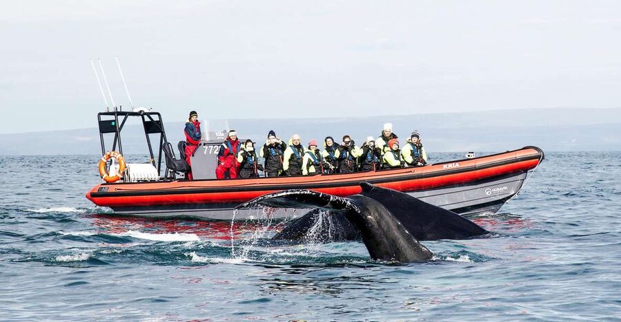Húsavík: Big Whales and Puffin Island Speedboat Tour - Starting at Hafnarstétt 11 in Húsavík