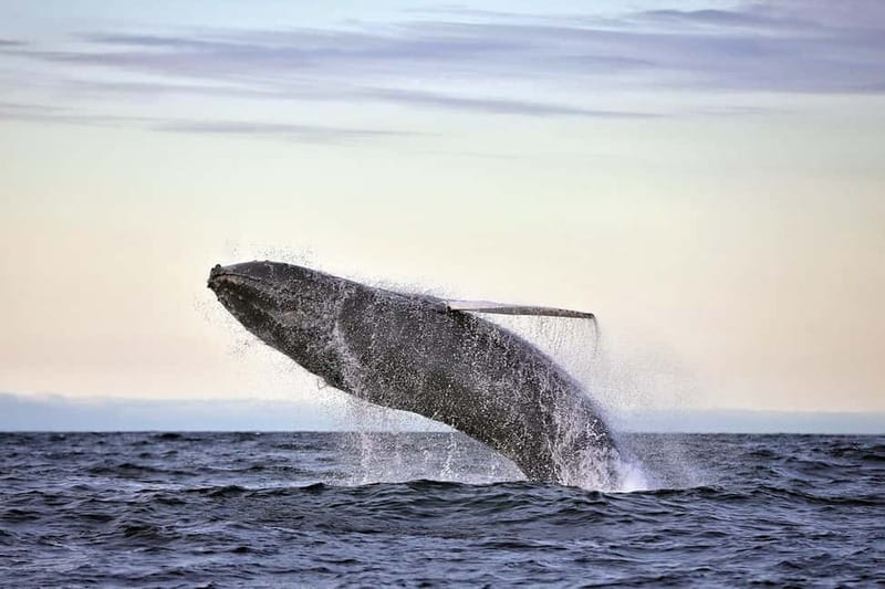 Húsavík: Original Big Whale Safari & Puffins by Speedboat - Key points at a glance