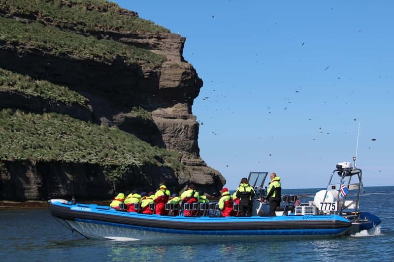 Húsavík: Original Big Whale Safari & Puffins by Speedboat - Should you book it?