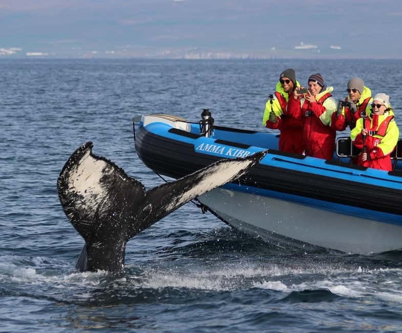 Húsavík: Original Big Whale Safari & Puffins by Speedboat - Why the RIB makes a difference in Húsavík