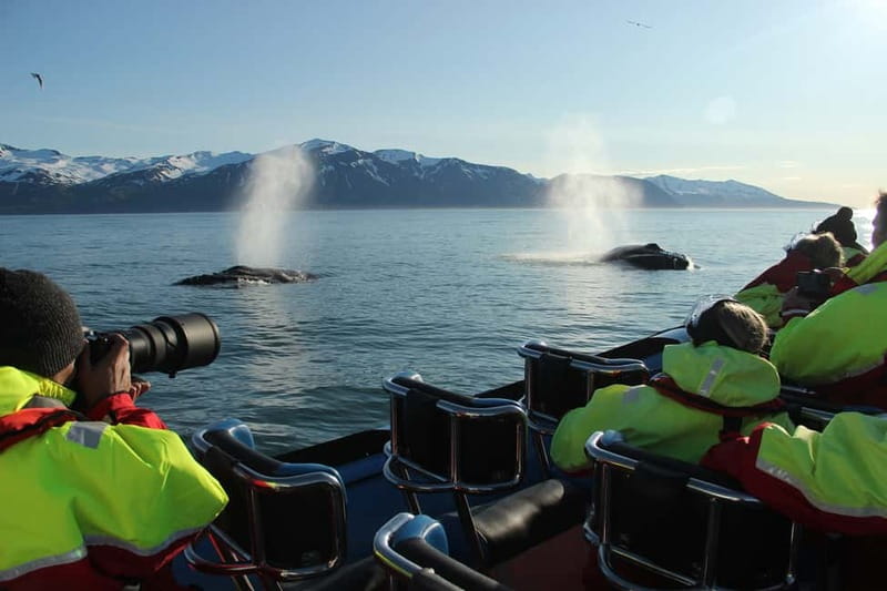 Húsavík: Original Big Whale Safari & Puffins by Speedboat - Puffin Island from April to August