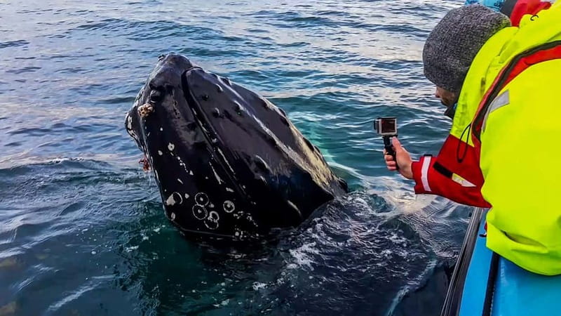Húsavík: Original Big Whale Safari & Puffins by Speedboat - Searching Skjálfandi Bay for whales