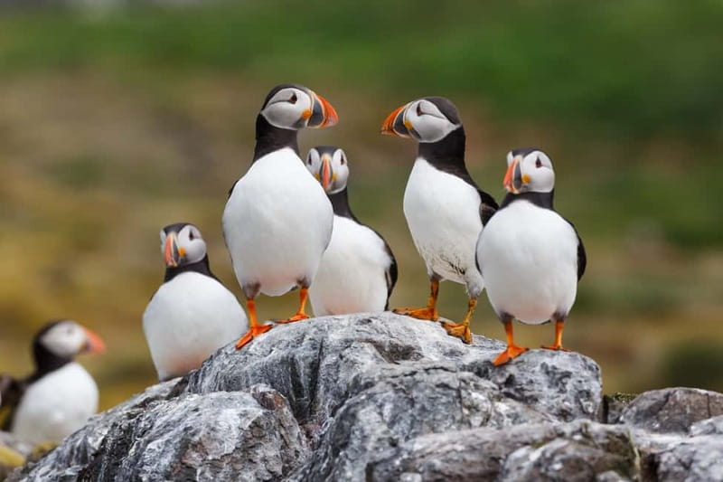 Húsavík: Original Big Whale Safari & Puffins by Speedboat - Guides, captains, and the quality of the commentary