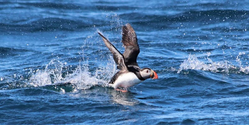 Húsavík: Original Big Whale Safari & Puffins by Speedboat - Comfort, motion, and the honest downside