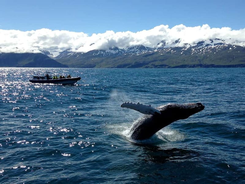 Húsavík: Original Big Whale Safari & Puffins by Speedboat - Is $175 good value?
