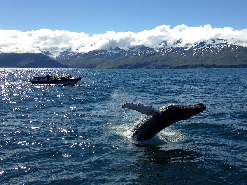 Húsavík: Original Big Whale Safari & Puffins by Speedboat - Who should book this Húsavík whale safari?