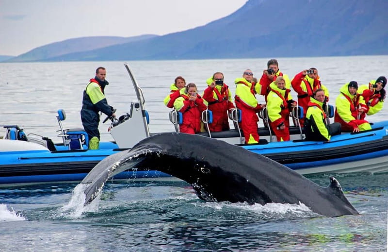 Húsavík: Original Big Whale Safari & Puffins by Speedboat - From blue flags to the open bay