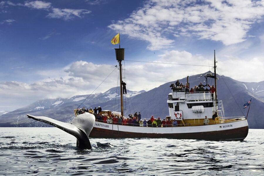 Húsavík: Whale-Watching Cruise and Puffins Guided Tour - Key points to know before sailing