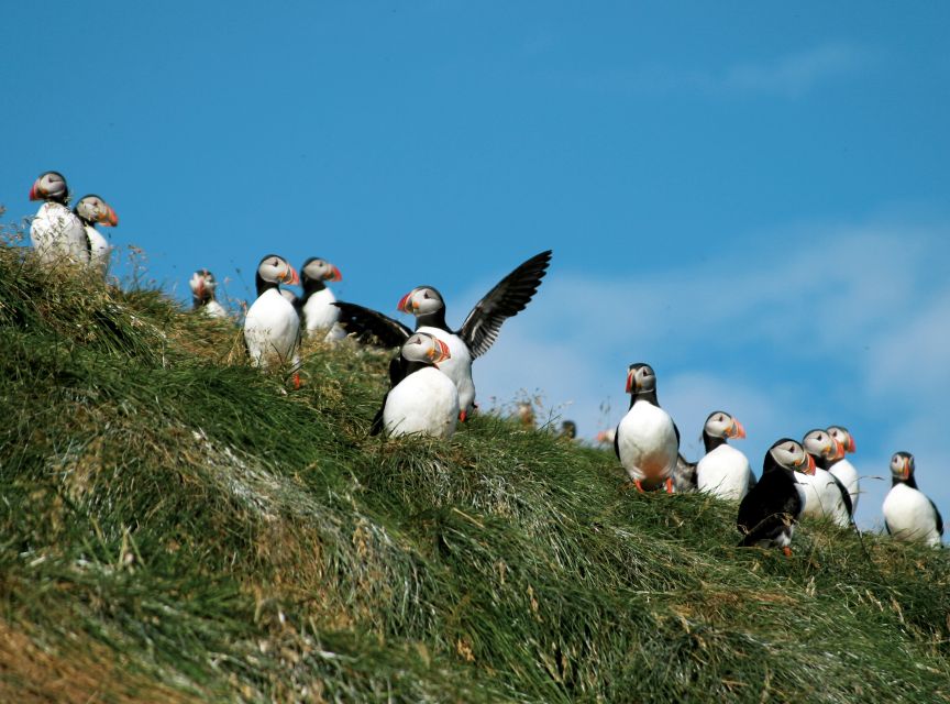 Húsavík: Whale-Watching Cruise and Puffins Guided Tour - Who should book this cruise?