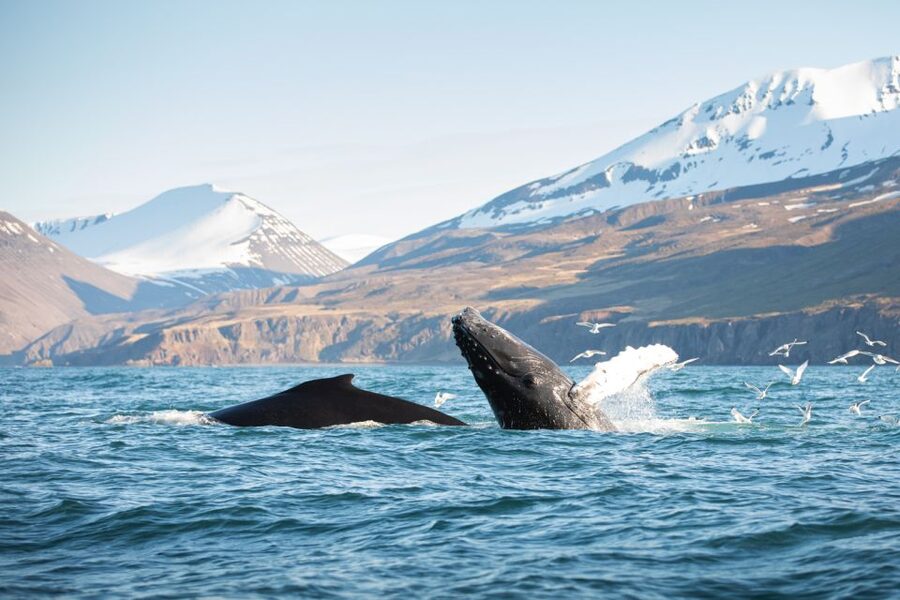 Húsavík: Whale-Watching Cruise and Puffins Guided Tour - Why Húsavík is a strong place for whale watching