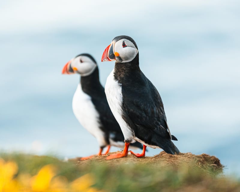 Húsavík: Whale-Watching Cruise and Puffins Guided Tour - The first hour: getting into the bay