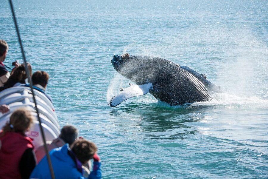 Húsavík: Whale-Watching Cruise and Puffins Guided Tour - Puffin Island and the limits of bird watching