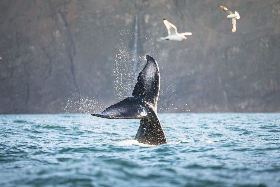Húsavík: Whale-Watching Cruise and Puffins Guided Tour - Searching for whales across Skjálfandi Bay