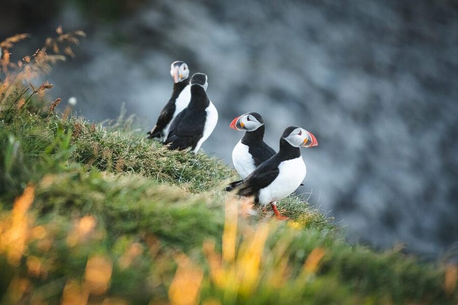 Húsavík: Whale-Watching Cruise and Puffins Guided Tour - Weather, motion, and staying comfortable