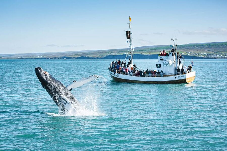Húsavík: Whale-Watching Cruise and Puffins Guided Tour - Hot chocolate, cinnamon buns, and the return trip