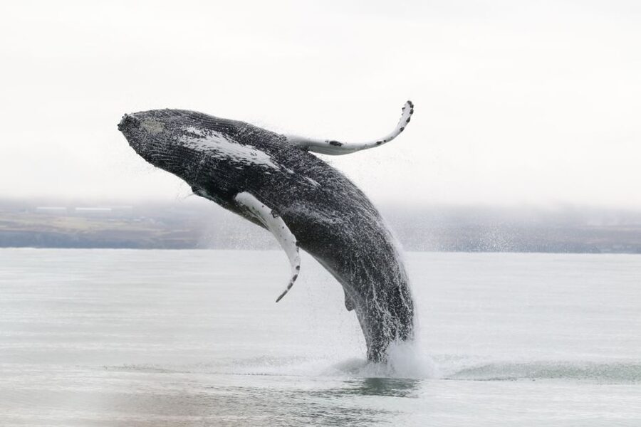Húsavík: Whale-Watching Cruise and Puffins Guided Tour - Is the $135 price fair?