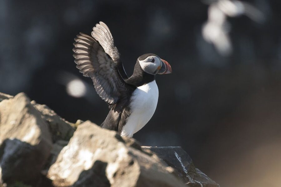 Húsavík: Whale-Watching Cruise and Puffins Guided Tour - Setting out on a traditional Icelandic oak boat