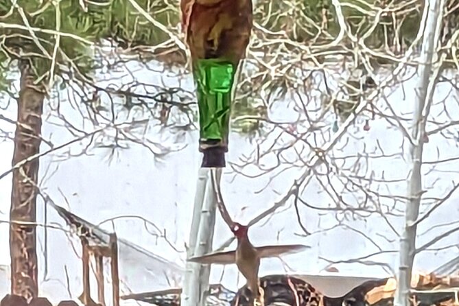 Hydro Dipped Hummingbird Feeder - Making a Feeder Instead of Buying a Souvenir