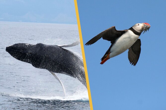 Iceland Super Saver: Puffin Cruise plus Whale-Watching Tour from Reykjavik - Two Wildlife Trips From Reykjavik’s Old Harbour