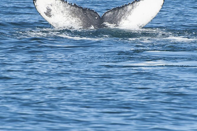 Iceland Super Saver: Puffin Cruise plus Whale-Watching Tour from Reykjavik - Guides, Captains, and the Human Side of the Trip