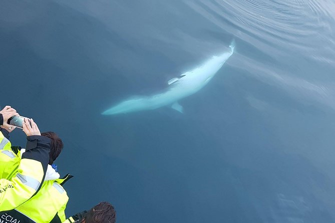 Iceland Super Saver: Puffin Cruise plus Whale-Watching Tour from Reykjavik - Timing, Boat Comfort, and Group Size
