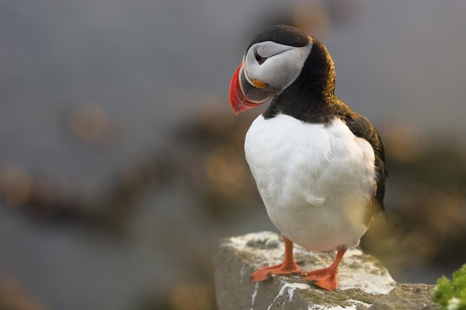 Iceland Super Saver: Puffin Cruise plus Whale-Watching Tour from Reykjavik - Is the Combination Good Value at $156.19?