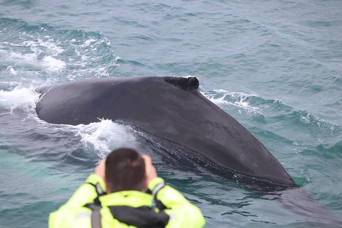 Iceland Super Saver: Puffin Cruise plus Whale-Watching Tour from Reykjavik - How to Prepare for Cold Water and Wildlife Watching