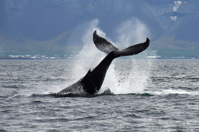 Iceland Super Saver: Puffin Cruise plus Whale-Watching Tour from Reykjavik - Who Should Book This Reykjavik Combo?