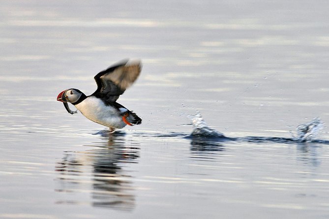 Iceland Super Saver: Puffin Cruise plus Whale-Watching Tour from Reykjavik - The Whale Cruise: A Patient Search Across Faxafloi Bay