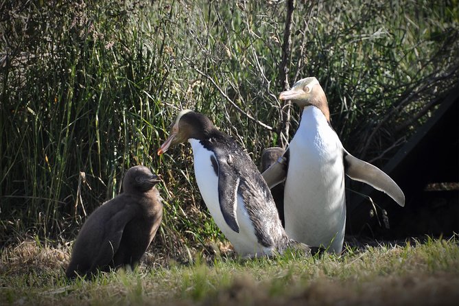 Iconic Wildlife Tour with Yellow Eyed Penguins & Royal Albatross - Key points to know before booking