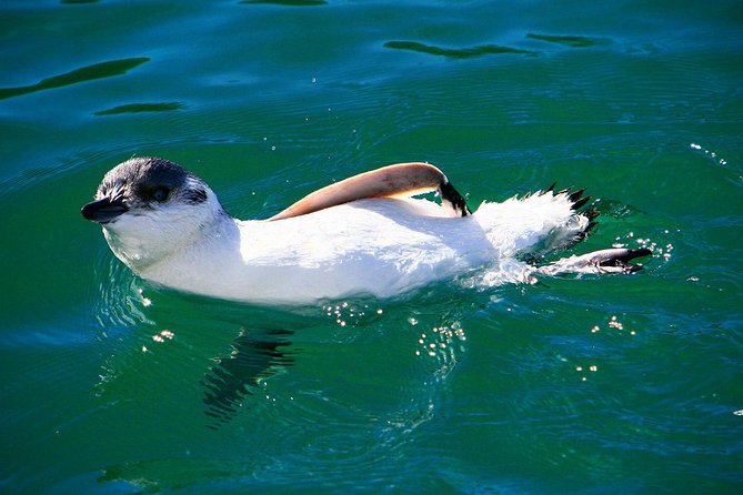 Iconic Wildlife Tour with Yellow Eyed Penguins & Royal Albatross - The Otago Peninsula is the real setting