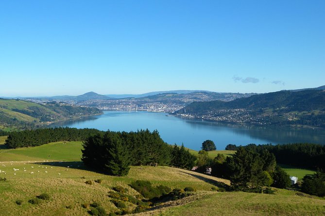 Iconic Wildlife Tour with Yellow Eyed Penguins & Royal Albatross - Dunedin’s grand opening act