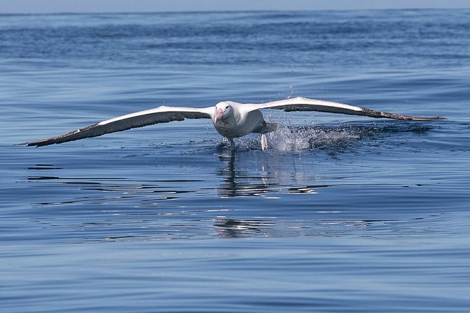 Iconic Wildlife Tour with Yellow Eyed Penguins & Royal Albatross - How much value you get for $245.13