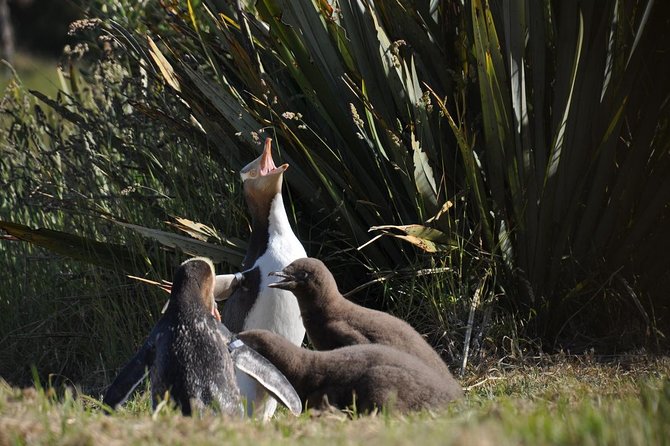Iconic Wildlife Tour with Yellow Eyed Penguins & Royal Albatross - Royal albatross at Taiaroa Head